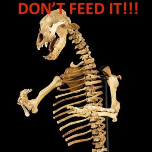don't-feed-the-bear
