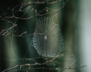 orb spider web attached to branches on green background