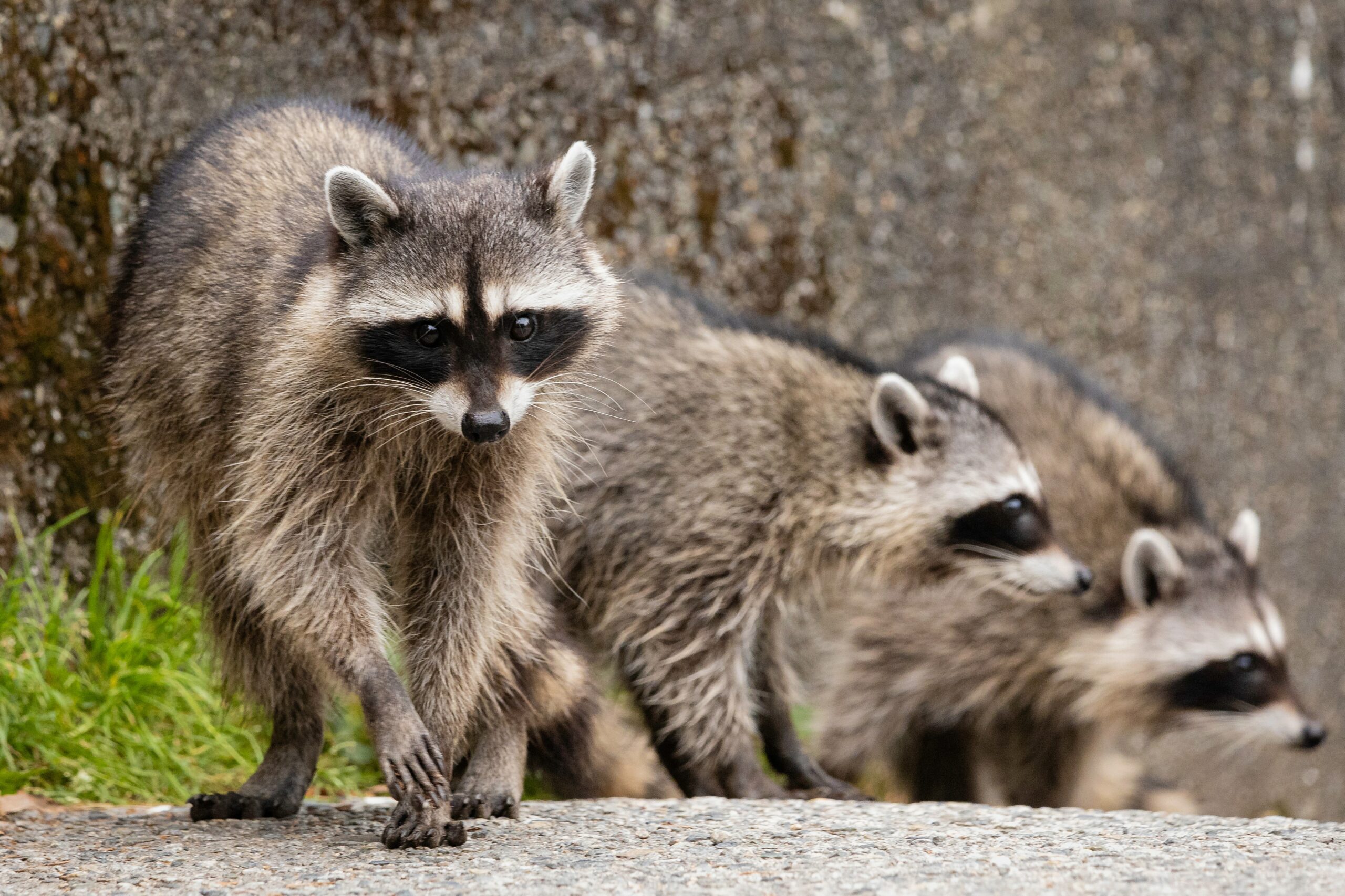 Three raccoons standing side by side