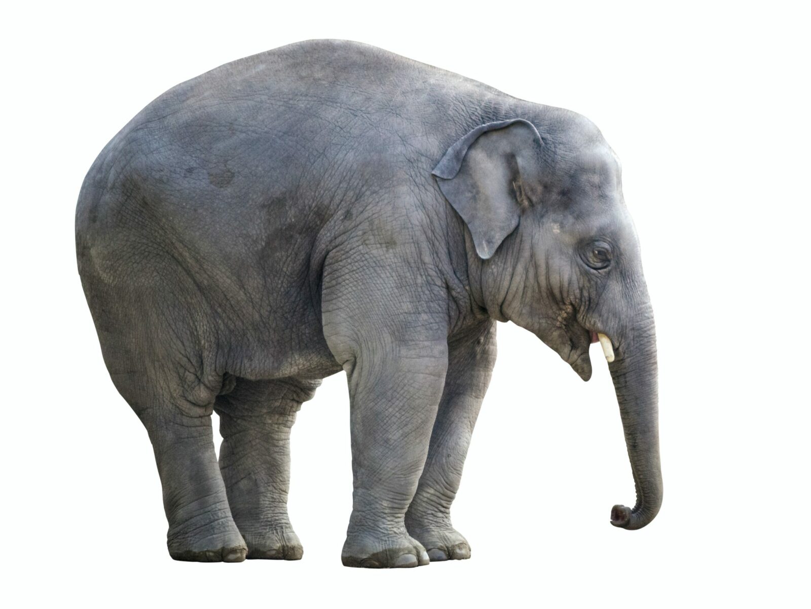 Gray elephant on a white background